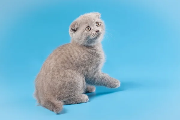 Pequeño gatito británico lila sobre fondo azul claro —  Fotos de Stock