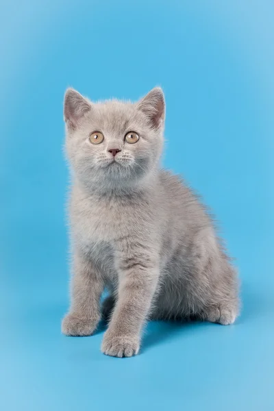 Small lilac british kitten on light blue background — Stock Photo, Image