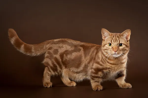 Young marble manchkin cat on dark brown background — Stock Photo, Image