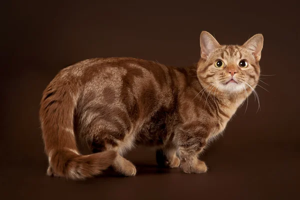 Young marble manchkin cat on dark brown background — Stock Photo, Image