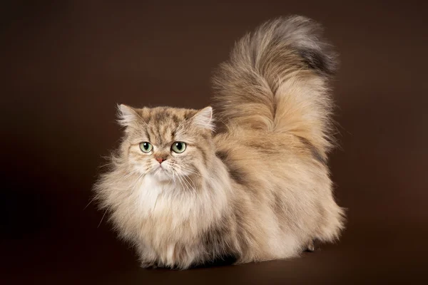 Young manchkin cat on dark brown background — Stock Photo, Image