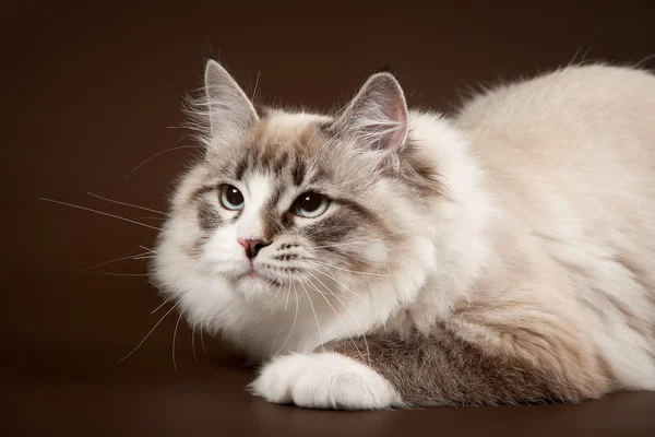 Punto tabby sello con gato siberi blanco sobre fondo marrón oscuro —  Fotos de Stock