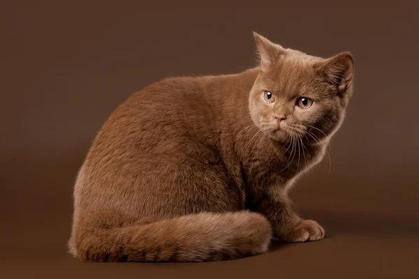 Britisk kat oven på brun baggrund - Stock-foto