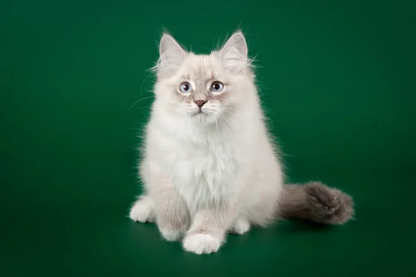 Blue tabby point with white siberian cat on dark green backgroun — Stock Photo, Image