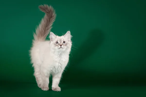 Blue tabby point mit weißer sibirischer Katze auf dunkelgrünem Hintergrund — Stockfoto