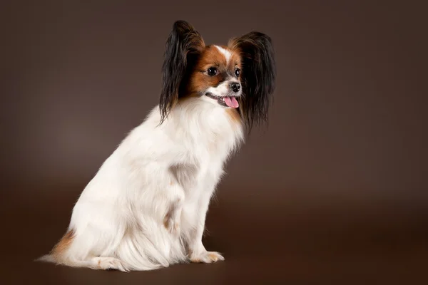 暗い茶色の背景にパピリオン若い犬 — ストック写真