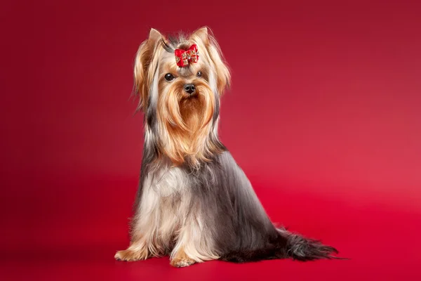 Junge yorkie auf dunkelrotem hintergrund — Stockfoto