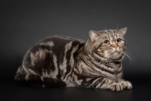 英国猫は黒の背景に黒の大理石 — ストック写真