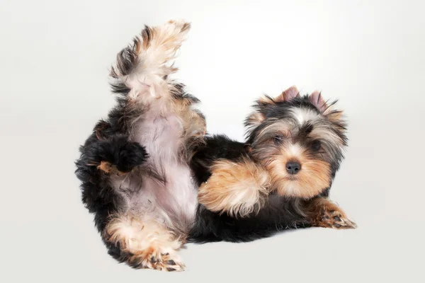 Yorkie filhote de cachorro no fundo gradiente branco — Fotografia de Stock