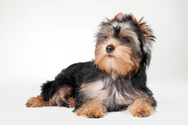 Yorkie puppy on white gradient background — Stock Photo, Image