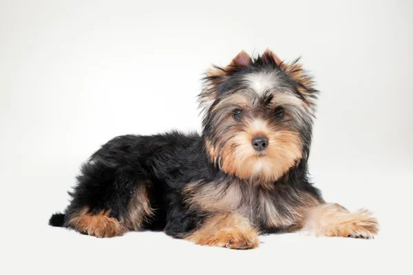 Yorkie puppy on white gradient background — Stock Photo, Image