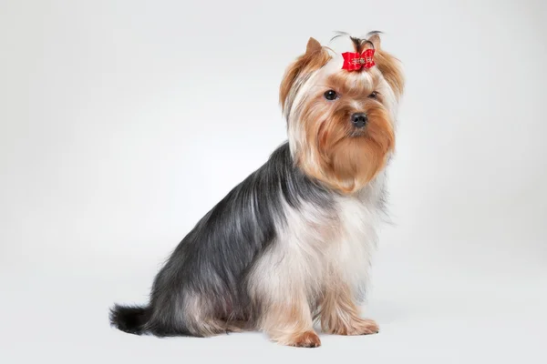 Yorkie pup op witte achtergrond met kleurovergang — Stockfoto