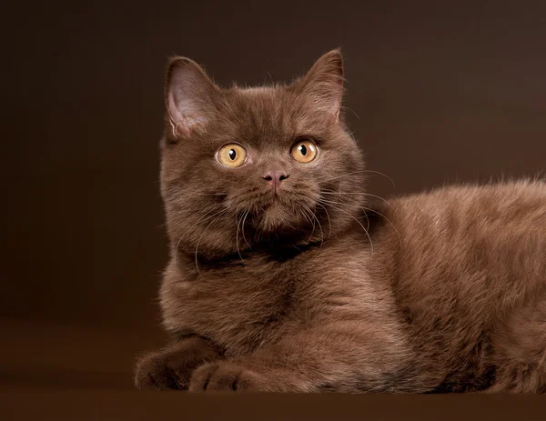 British cat on dark brown background — Stock Photo, Image