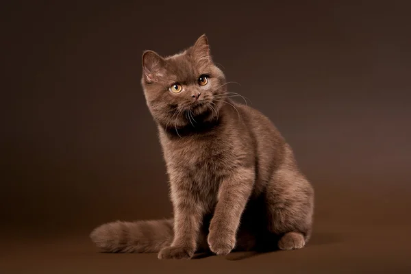 A háttér sötét barnája brit macska — Stock Fotó