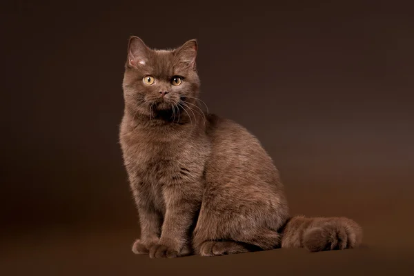 Britská kočka na tmavě hnědé pozadí — Stock fotografie