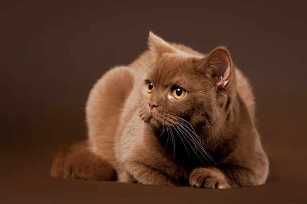Britská kočka na tmavě hnědé pozadí — Stock fotografie
