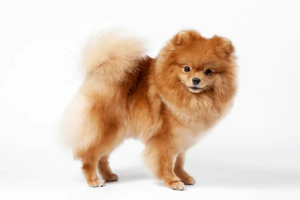Pomeranian cachorro en blanco gradiente fondo — Foto de Stock