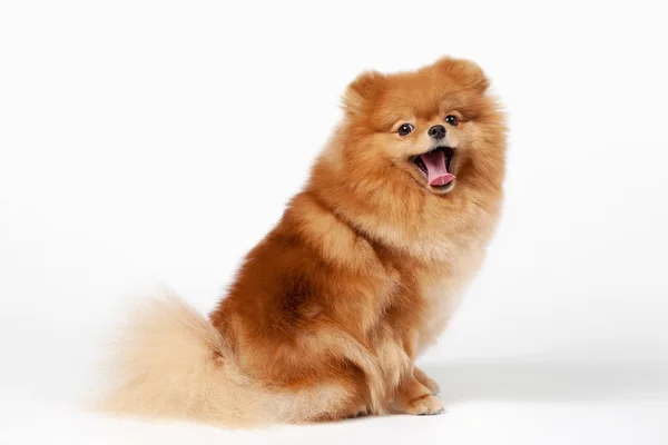 Pomeranian valp på vit tonad bakgrund — Stockfoto