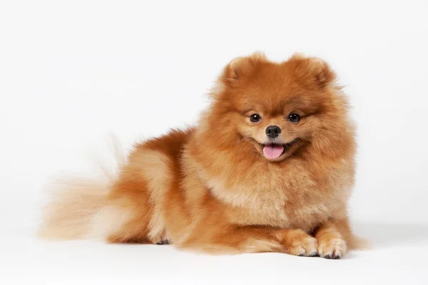 Pommeren pup op witte achtergrond met kleurovergang — Stockfoto