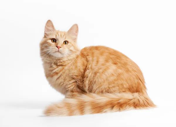 Petit chaton sibérien sur fond blanc — Photo