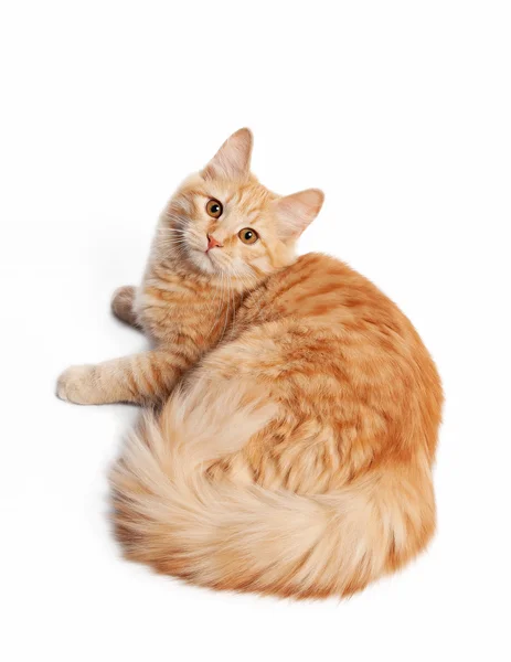 Pequeño gatito siberiano sobre fondo blanco —  Fotos de Stock