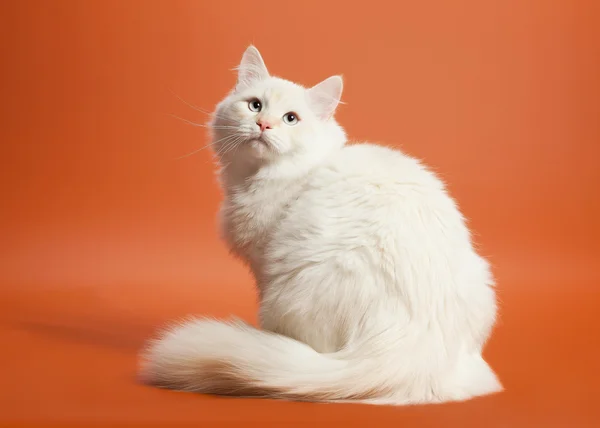 Pequeno gatinho siberiano no fundo marrom claro — Fotografia de Stock