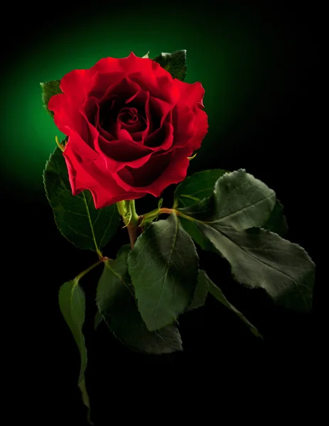 Közelkép a vörös rózsa-sötét zöld háttér — Stock Fotó