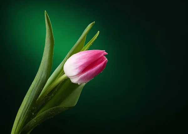 Tulipán s kapky vody na temně zeleném pozadí — Stock fotografie
