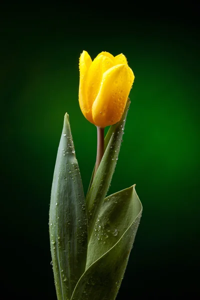 Žlutý tulipán na tmavozeleném pozadí — Stock fotografie
