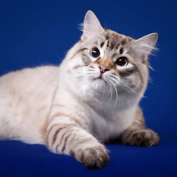 Молодой сибирский кот на темно-синем фоне — стоковое фото