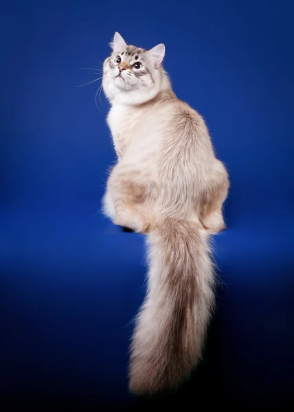 Jonge Siberische Kat op donker blauwe achtergrond — Stockfoto