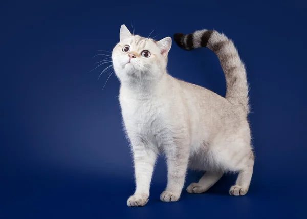 Junges schottisches Kätzchen auf dunkelblauem Hintergrund — Stockfoto