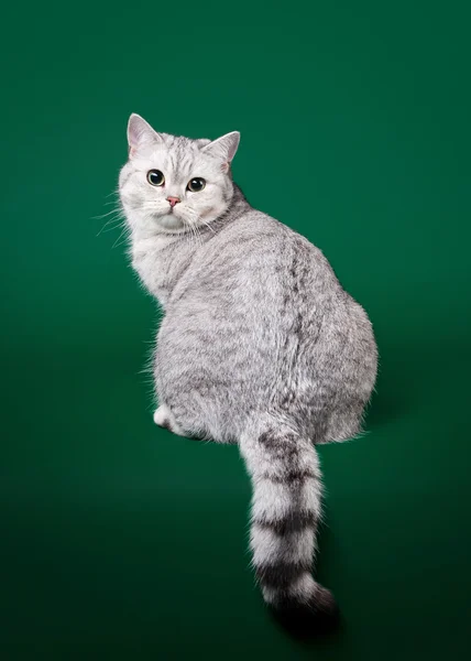 Gato britânico jovem no fundo verde escuro — Fotografia de Stock
