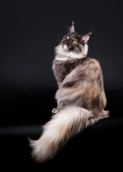 Amerikanische Maine Coon Katze auf schwarzem Hintergrund — Stockfoto