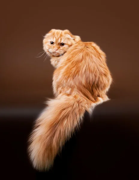 Joven escocés altiplano pliegue gatito sobre oscuro marrón fondo —  Fotos de Stock