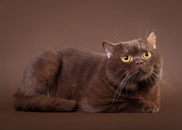 Gato británico sobre fondo marrón oscuro — Foto de Stock