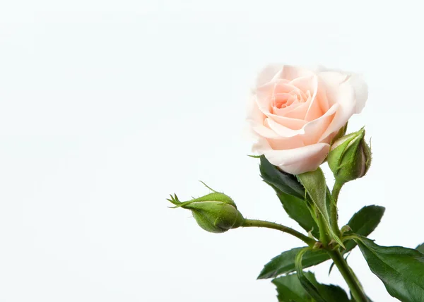 Mazzo di fiori di rosa su sfondo bianco — Foto Stock