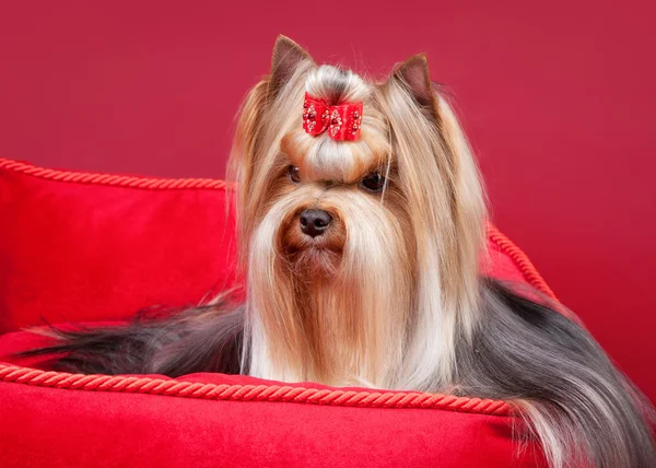 Yorkie puppy in red stove bench on wine red background — Stock Photo, Image