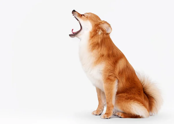 Pomeranian cachorro en blanco gradiente fondo —  Fotos de Stock