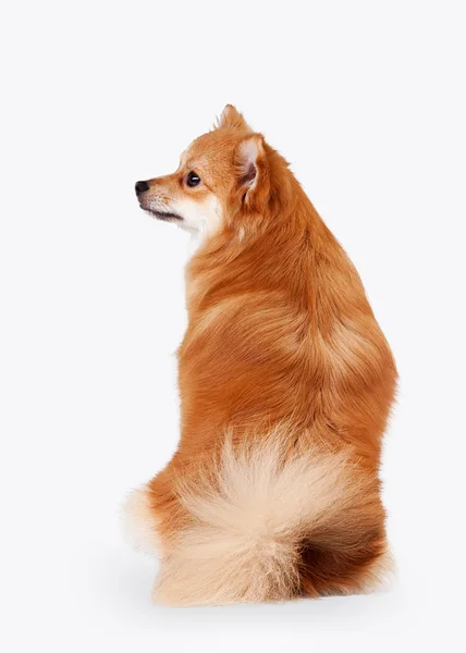 Pomeranian puppy on white gradient background — Stock Photo, Image