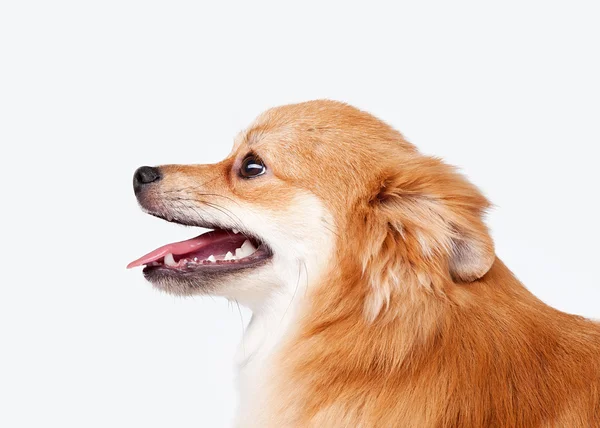 Pomeranian cachorro en blanco gradiente fondo —  Fotos de Stock