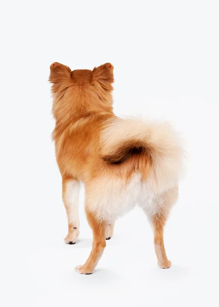 ポメラニアン子犬白のグラデーションの背景に — ストック写真
