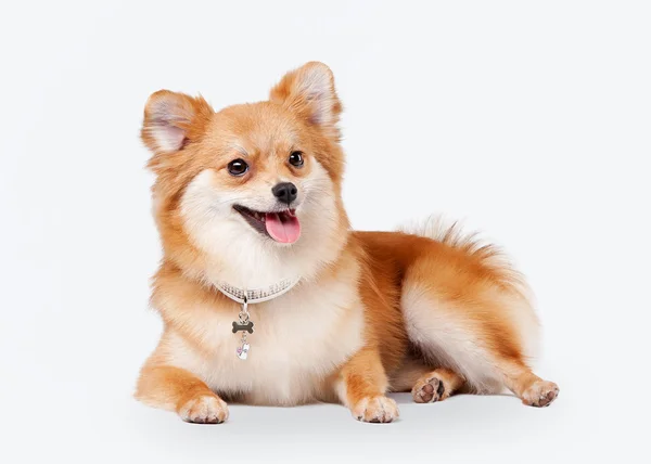 Pomeranian valp på vit tonad bakgrund — Stockfoto