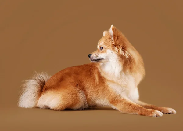 Pomeranian valp på ljus brun tonad bakgrund — Stockfoto