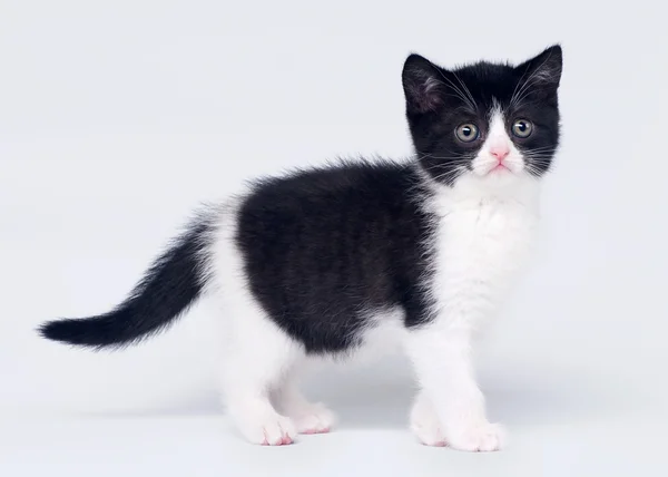 Bicolore scozzese dritto gattino su sfondo bianco — Foto Stock