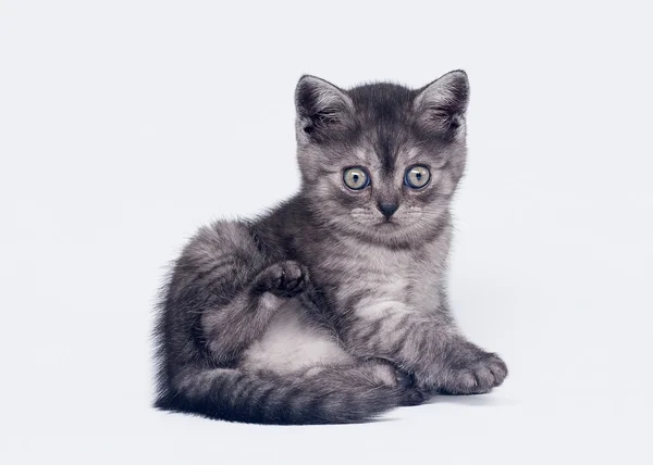Asap hitam scottish kucing lurus di latar belakang putih — Stok Foto