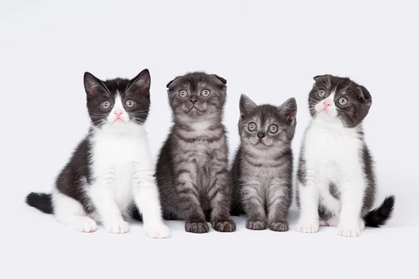 Vier kleine schottische Falten und gerade Kätzchen auf weißem Hintergrund — Stockfoto