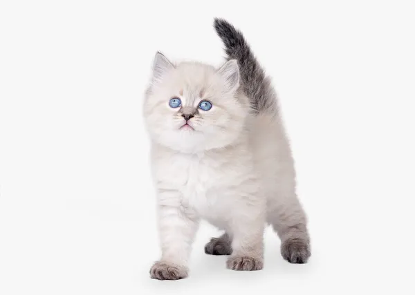 Pequeño gatito siberiano sobre fondo blanco — Foto de Stock