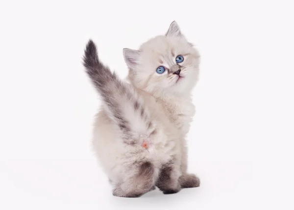 Mały syberyjski kotek na białym tle — Zdjęcie stockowe