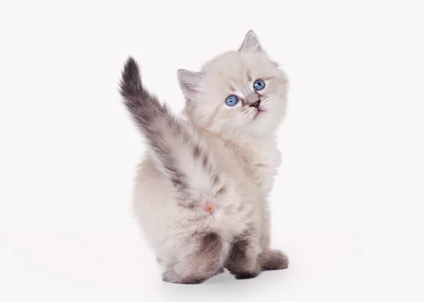 Pequeño gatito siberiano sobre fondo blanco — Foto de Stock